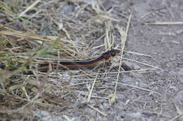 Image of Thamnophis sirtalis infernalis (Blainville 1835)