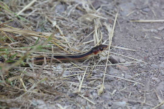 Image of Thamnophis sirtalis infernalis (Blainville 1835)