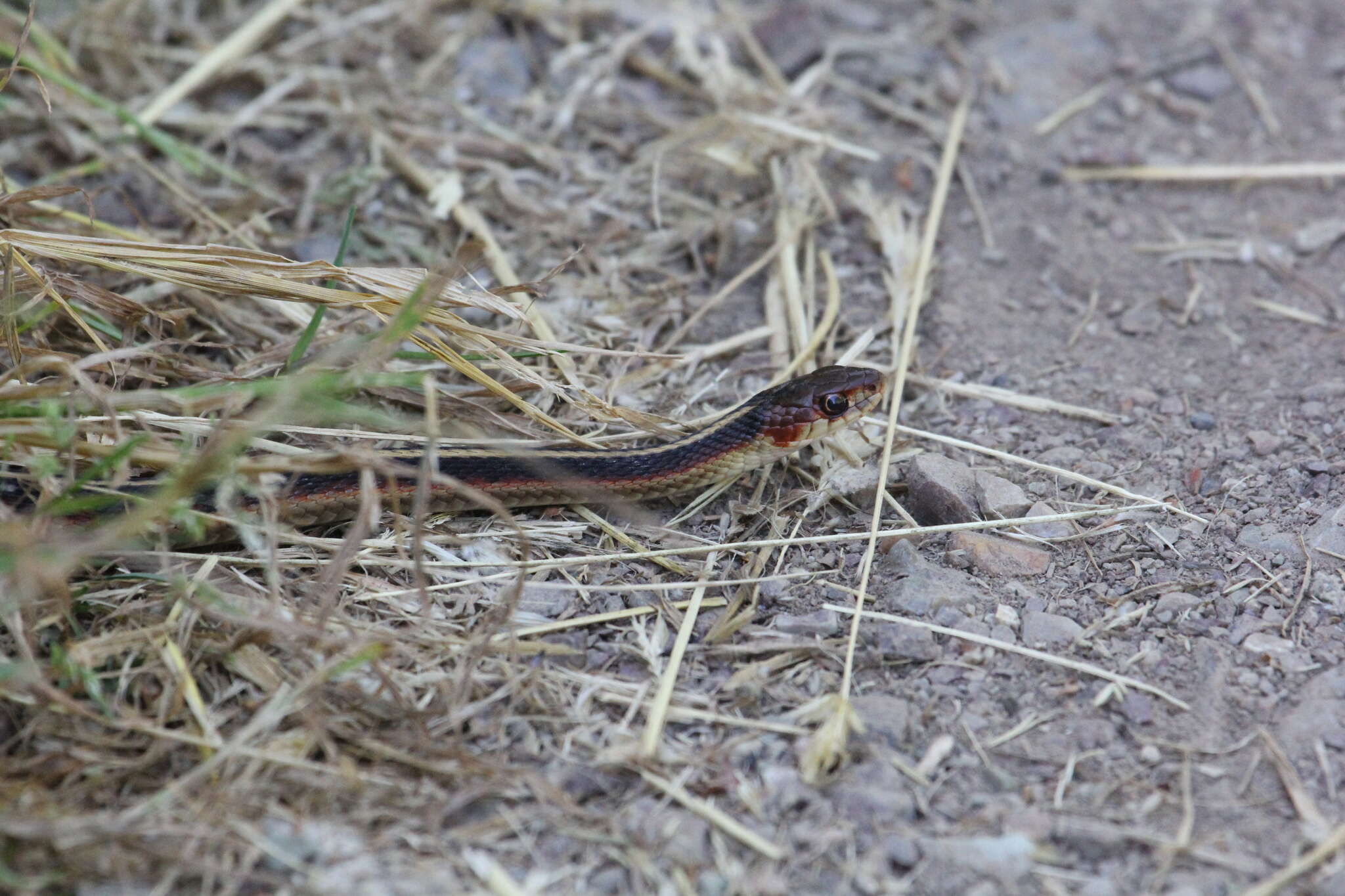 Image of Thamnophis sirtalis infernalis (Blainville 1835)