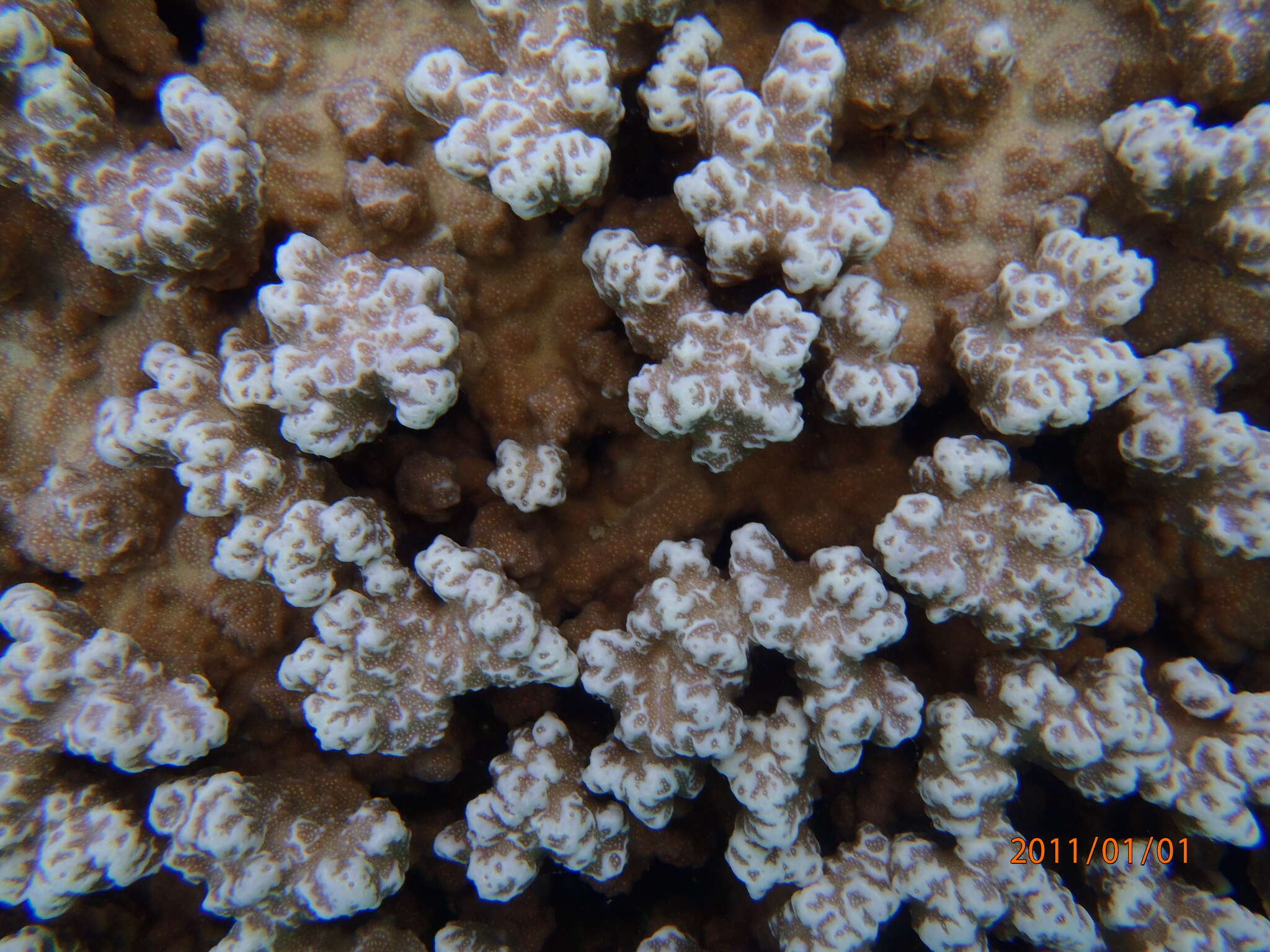 Image of Column coral