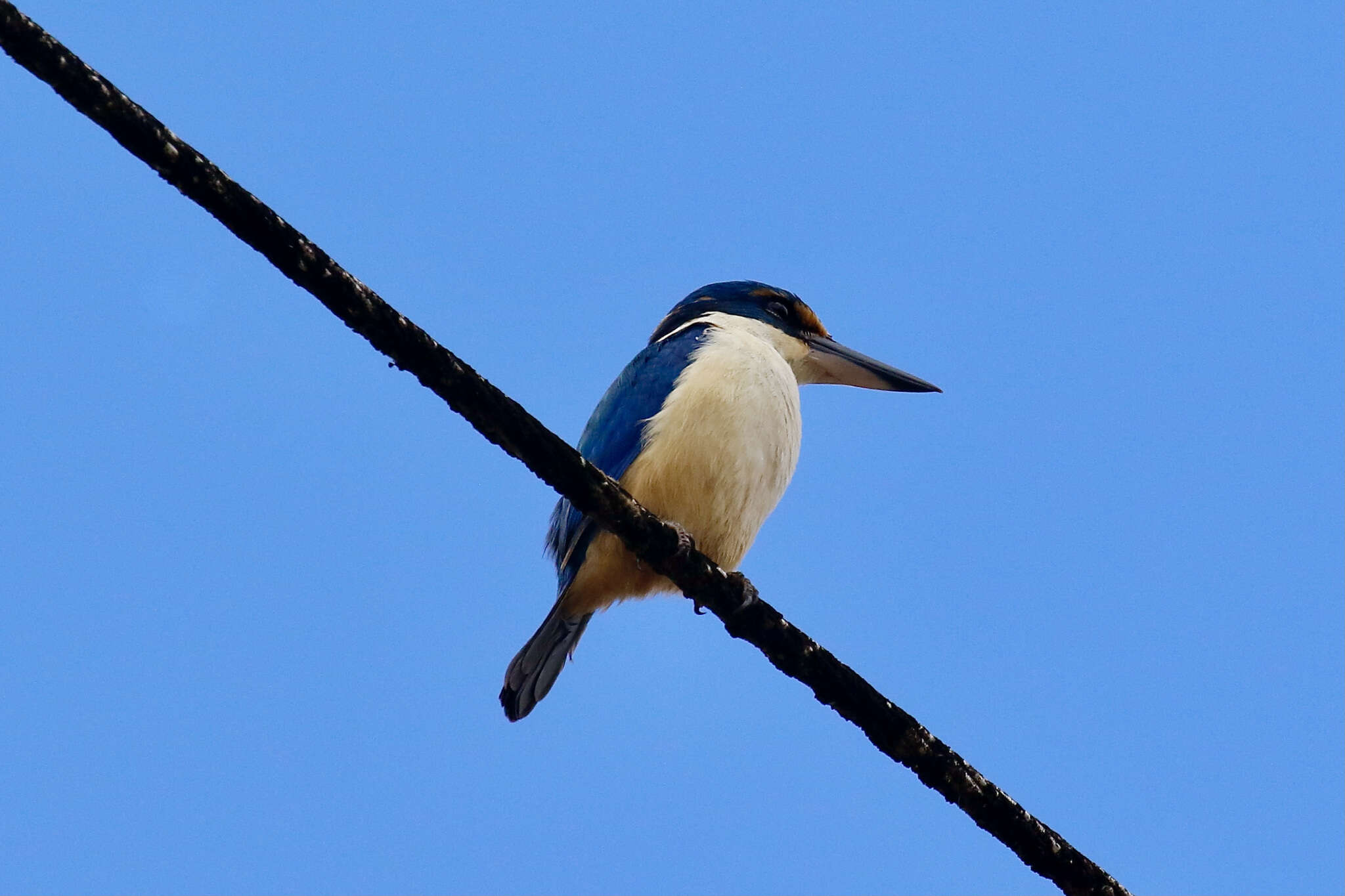 صورة Todiramphus sacer (Gmelin & JF 1788)