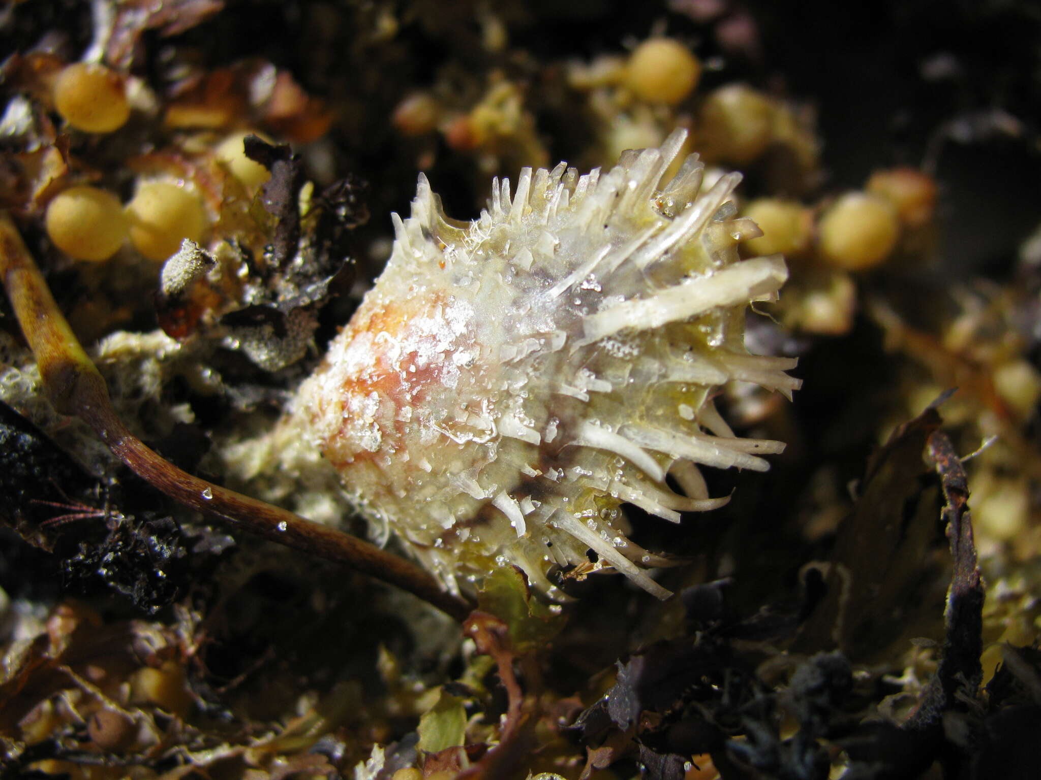 Image of scaly wing oyster