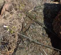 Plancia ëd Oxalis rubricallosa Oberl., Dreyer & Roets