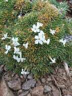 Image of dwarf phlox