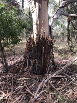 Image of Eucalyptus studleyensis Maiden