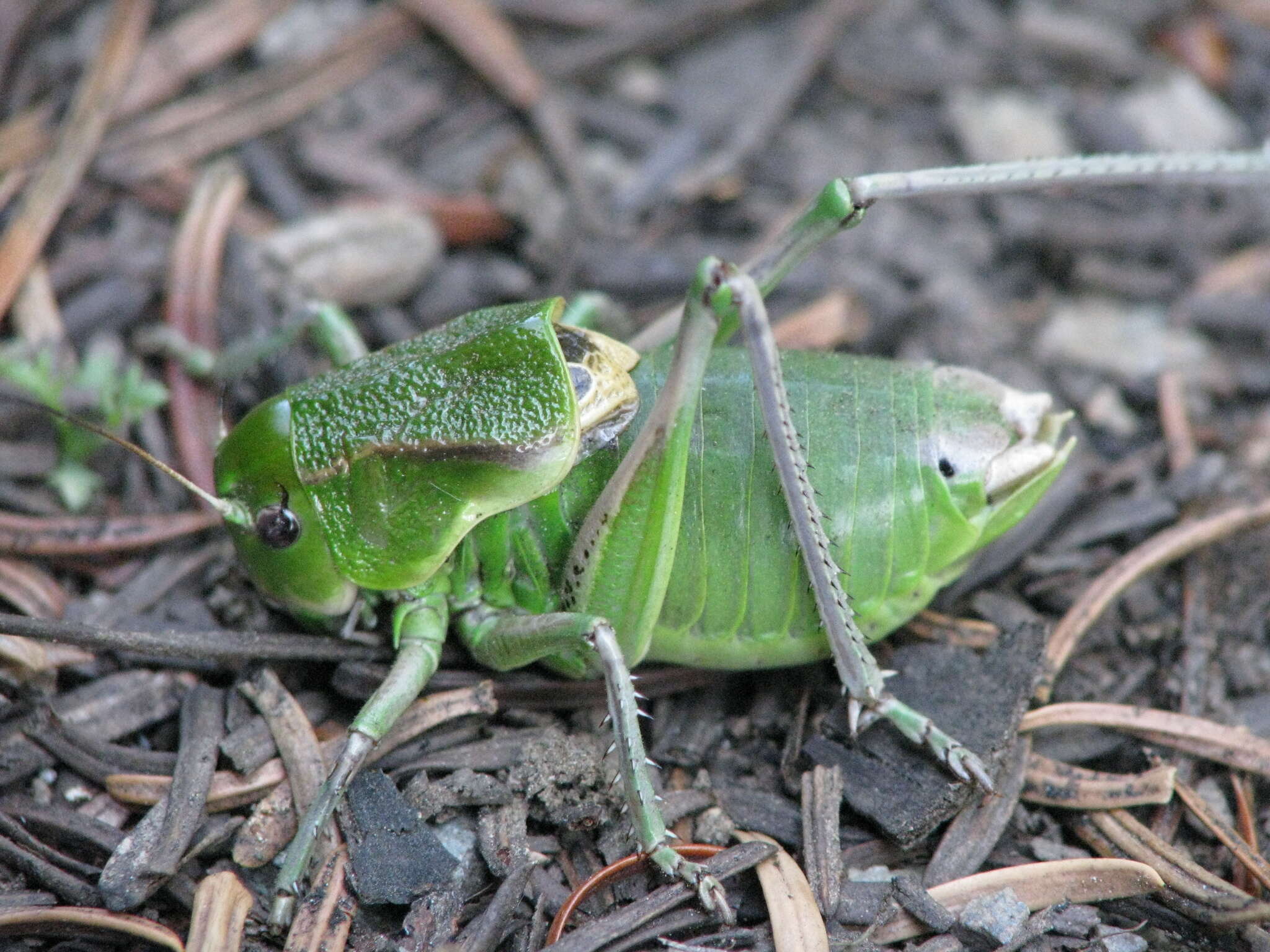 Peranabrus resmi