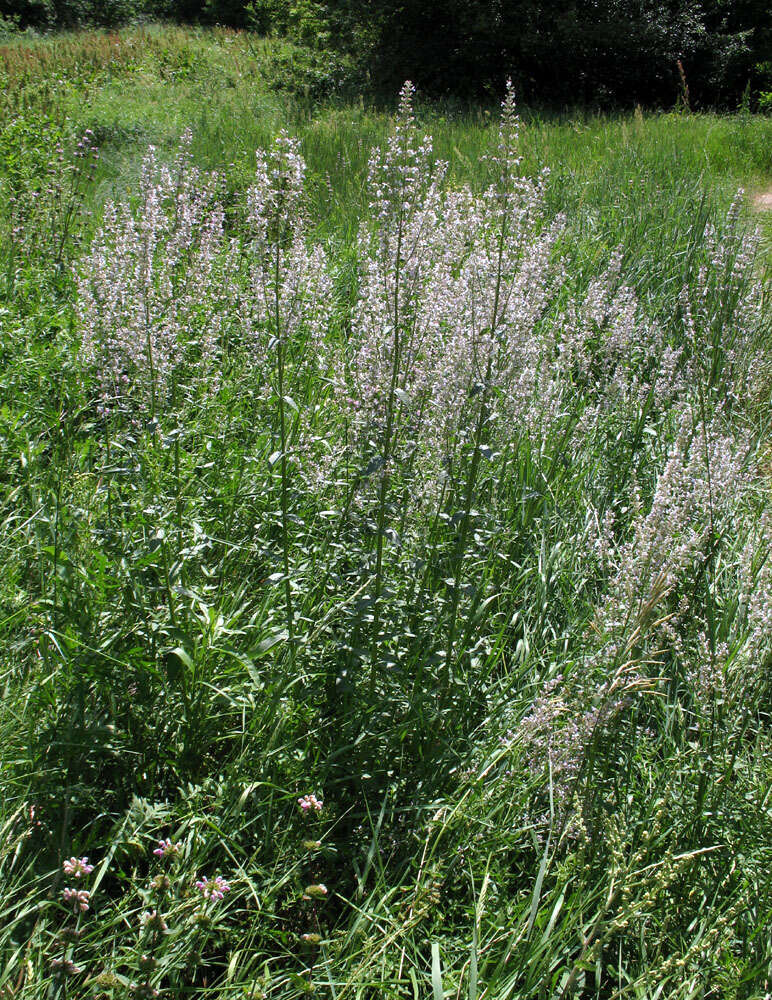 Image of Nepeta nuda L.