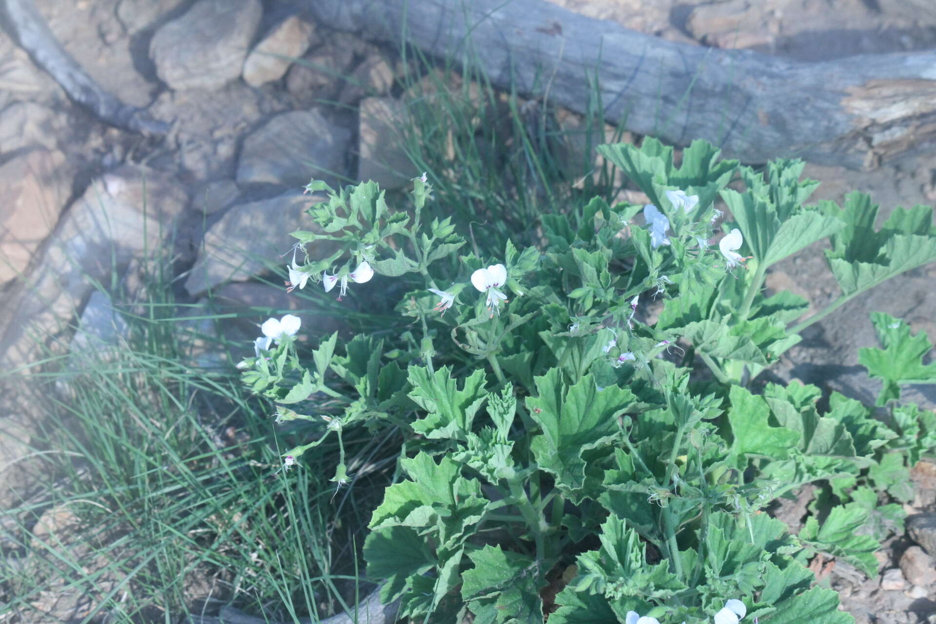 Imagem de Pelargonium ribifolium Jacq.