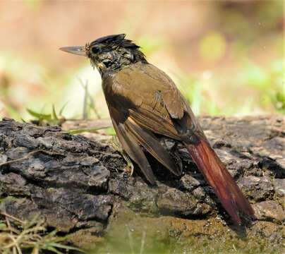 Image of Buff-browed Foliage-gleaner