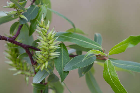 Слика од Salix arbusculoides Anderss.