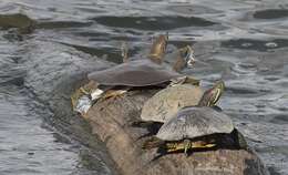 Image of Midland Smooth Softshell Turtle