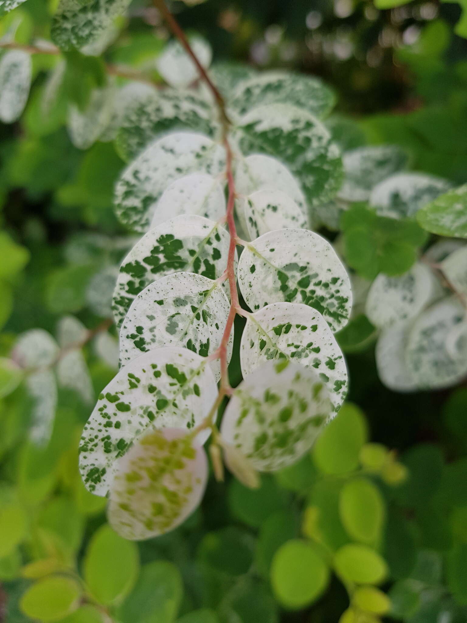 Image of snowbush