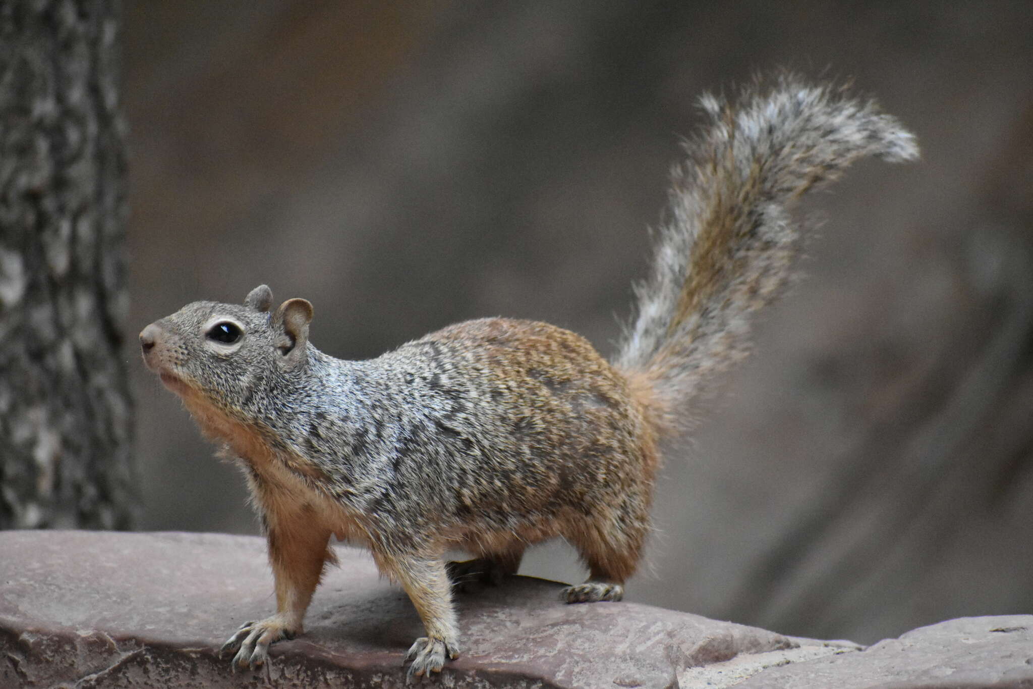 Image de Otospermophilus variegatus utah (Merriam 1903)