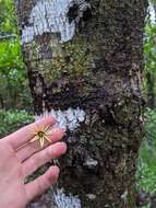 Image of Oriental mangrove