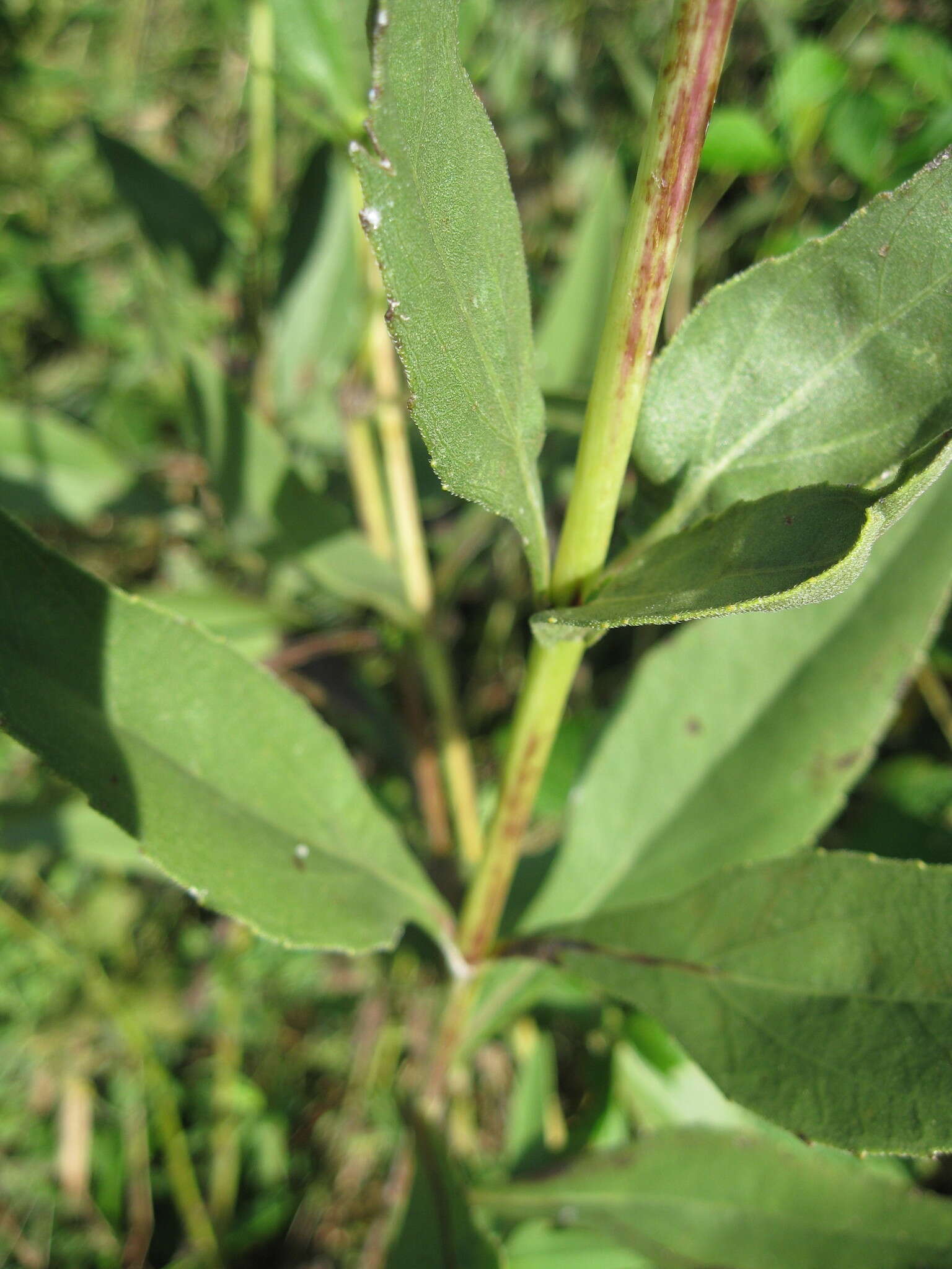 Image of stiff sunflower