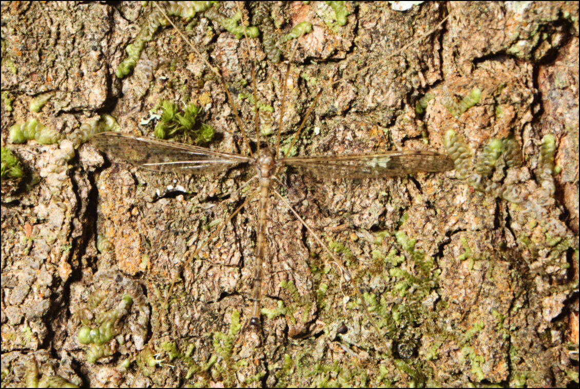 Image de Leolimnophila pantherina (Alexander 1922)