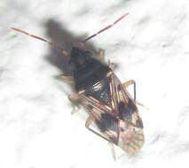 Image of Lophoraglius notabilis (Distant & W. L. 1911)