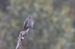 Image of Dark Pewee