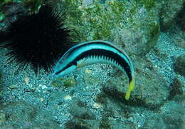 Image of Banana wrasse