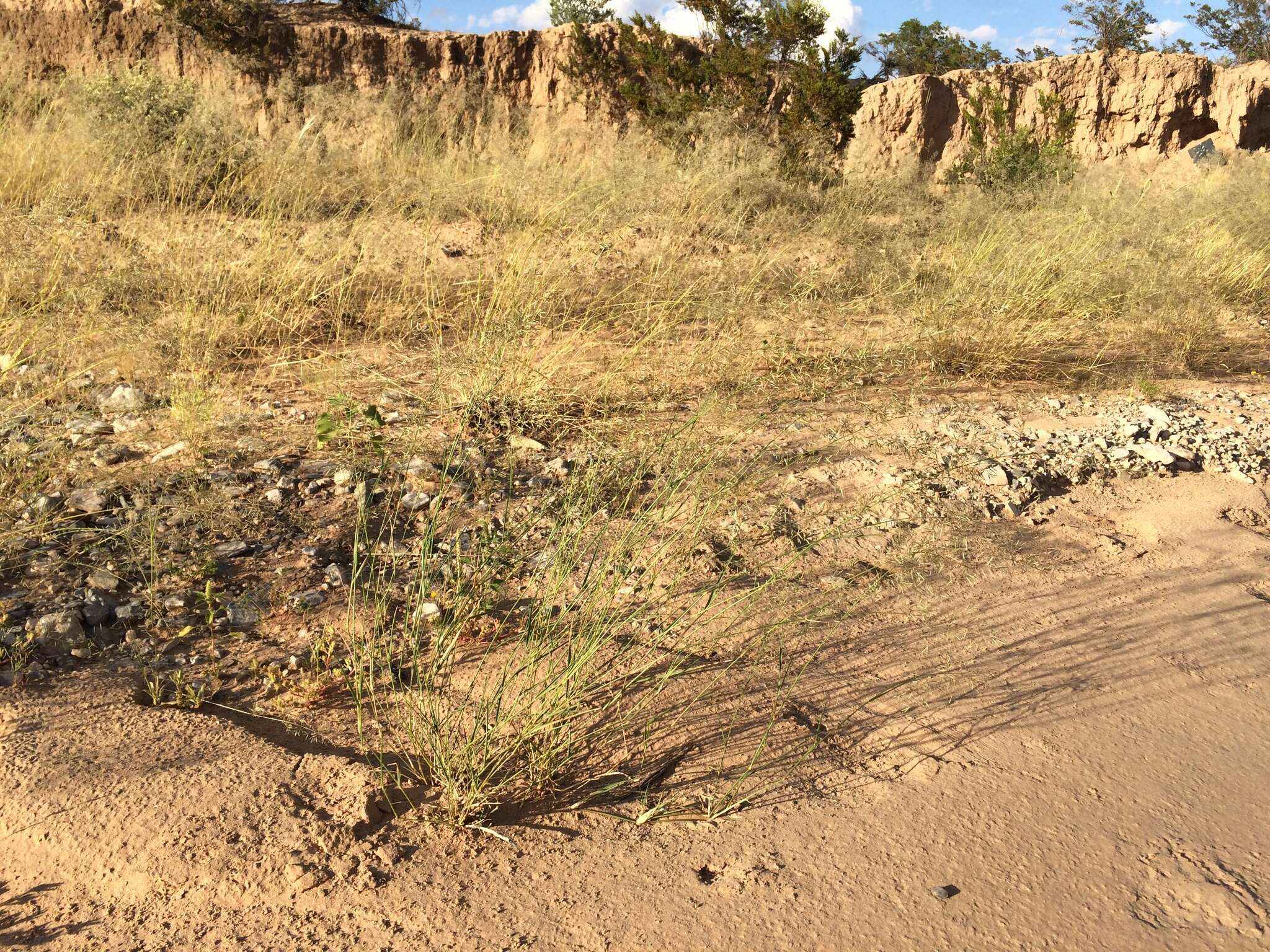 Plancia ëd Eragrostis lehmanniana Nees