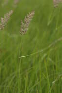 Image of Calamagrostis extremiorientalis (Tzvelev) Prob.