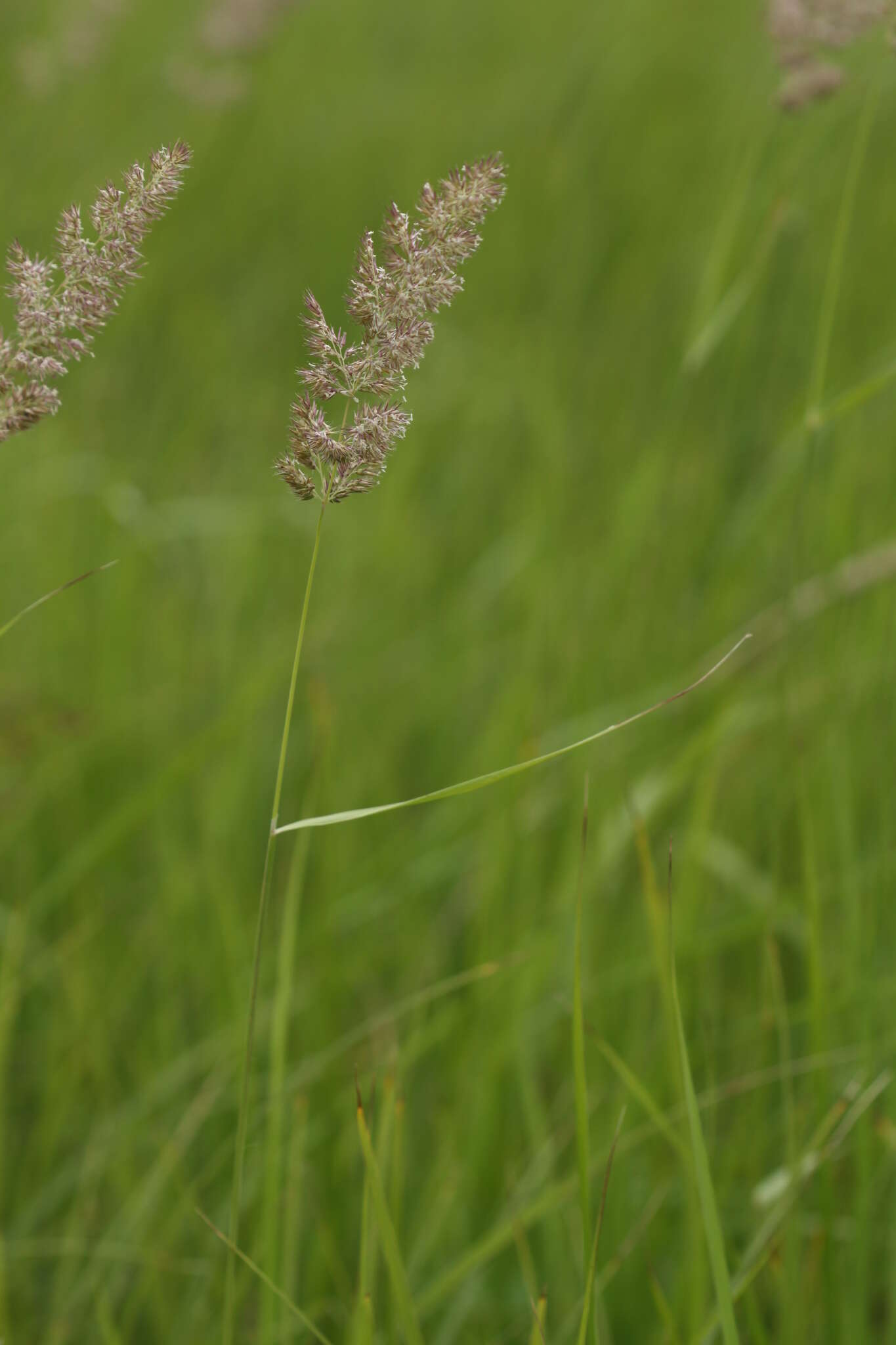 Image of Calamagrostis extremiorientalis (Tzvelev) Prob.