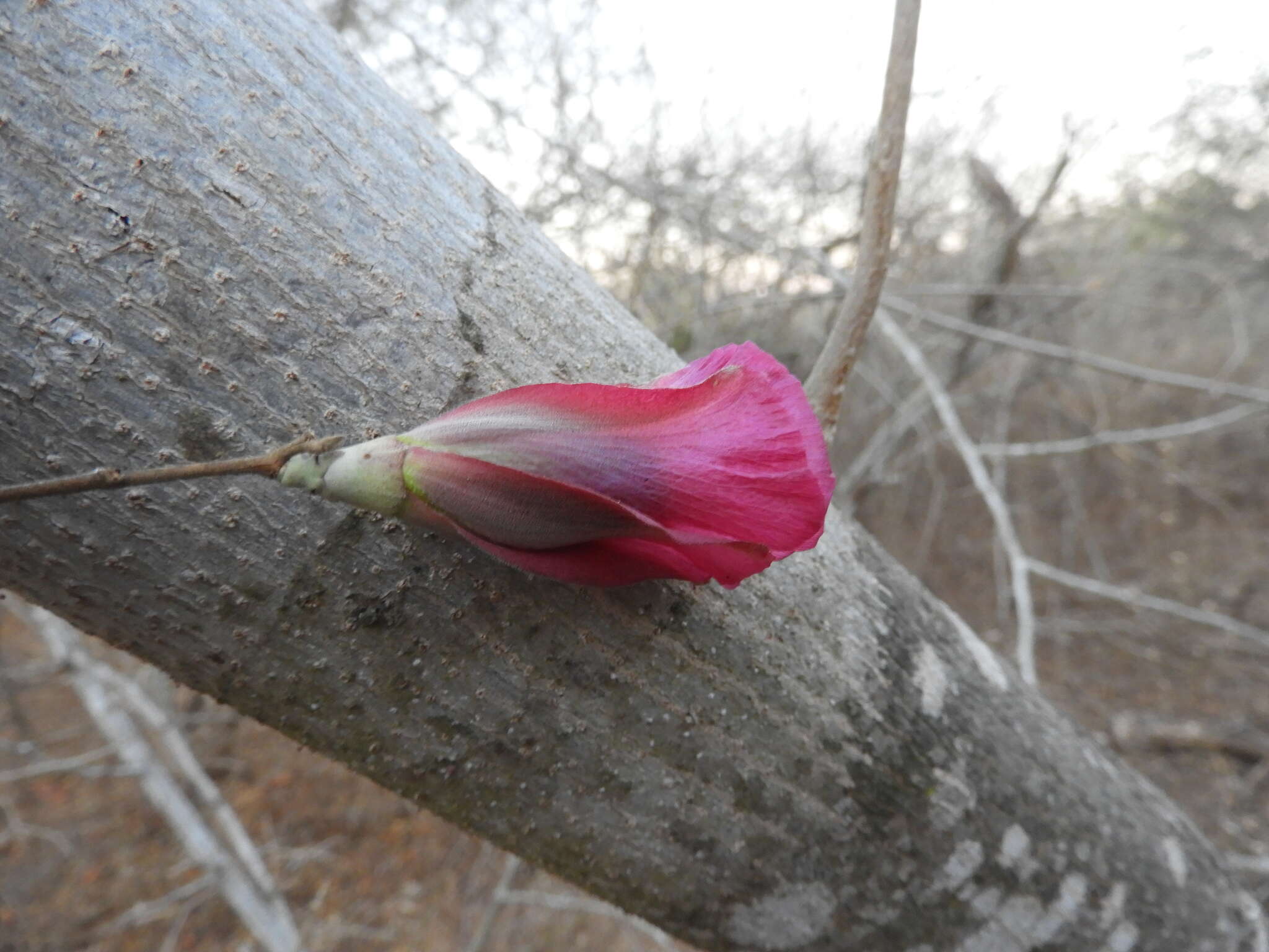 Image of Gossypium aridum (Rose & Standl.) Skovsted