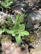 Image of Portulaca cryptopetala Speg.