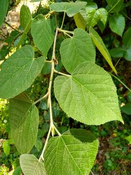 Image of Tilia americana var. mexicana (Schltdl.) J. W. Hardin