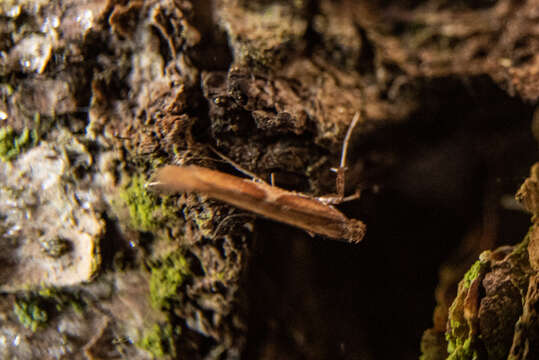 Image of Caloptilia stigmatella (Fabricius 1781)