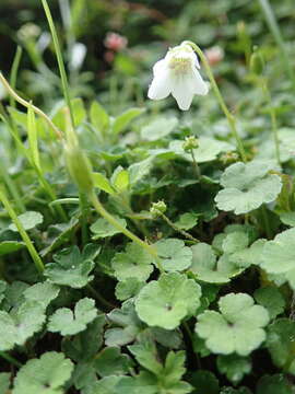 Image of Geranium suzukii Masam.