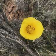 Calochortus aureus S. Watson resmi