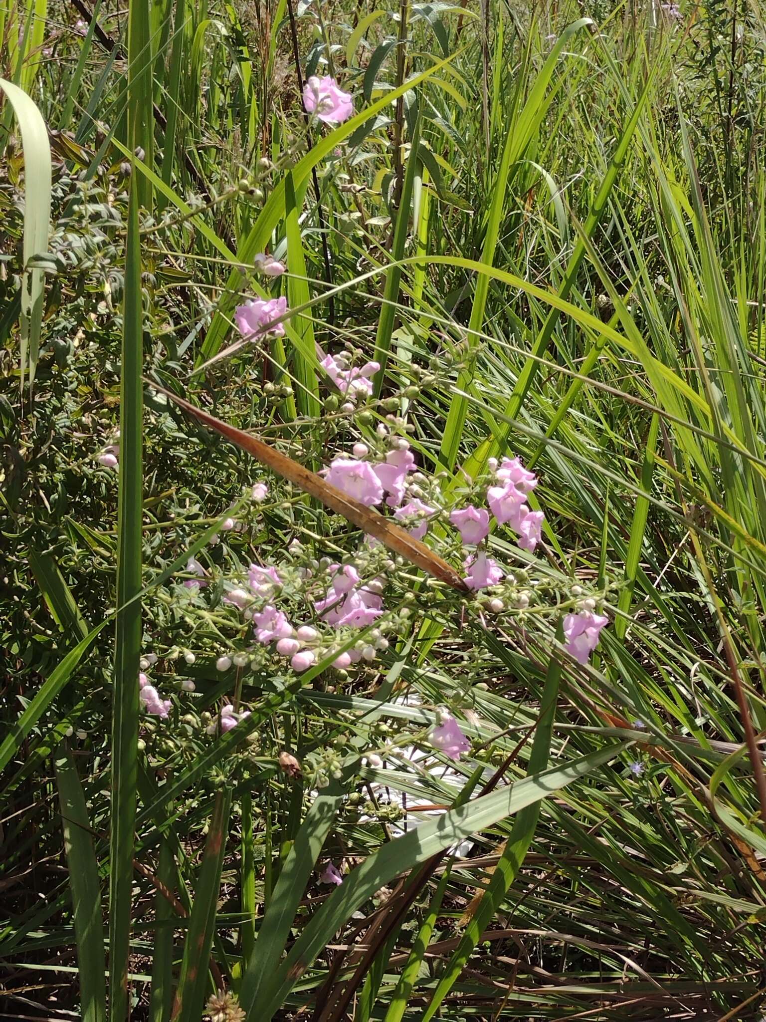 صورة Agalinis genistifolia (Cham. & Schltdl.) W. G. D' Arcy