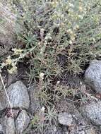 Image of Alyssum tenuifolium Stephan