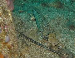 Image of Slender Goby