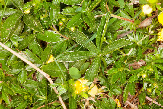 Image of Potentilla aurea L.