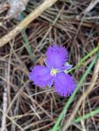 Image of Thysanotus banksii R. Br.