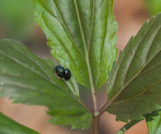 Слика од Phaedon (Phaedon) armoraciae (Linnaeus 1758)