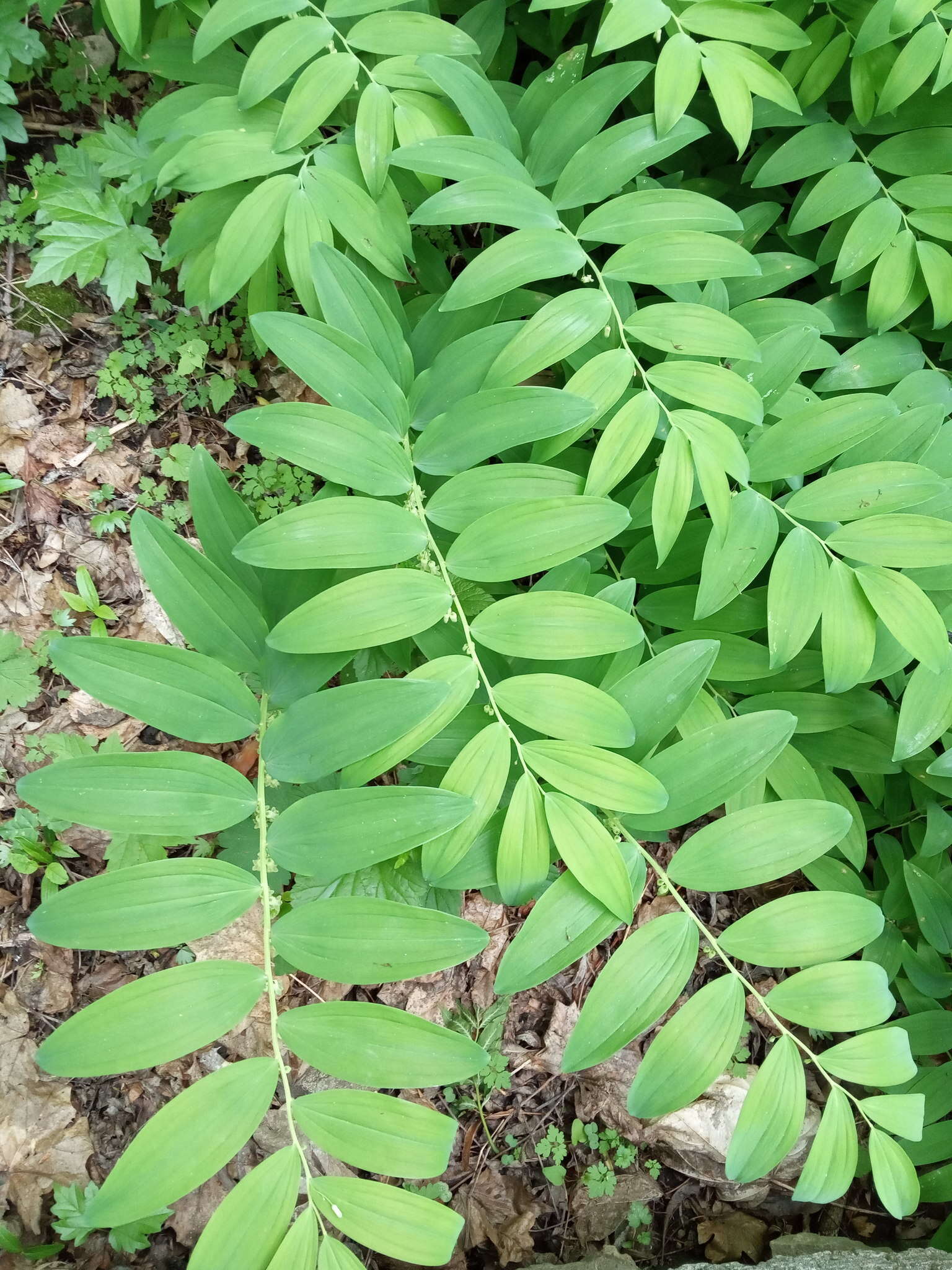 Image of Polygonatum orientale Desf.