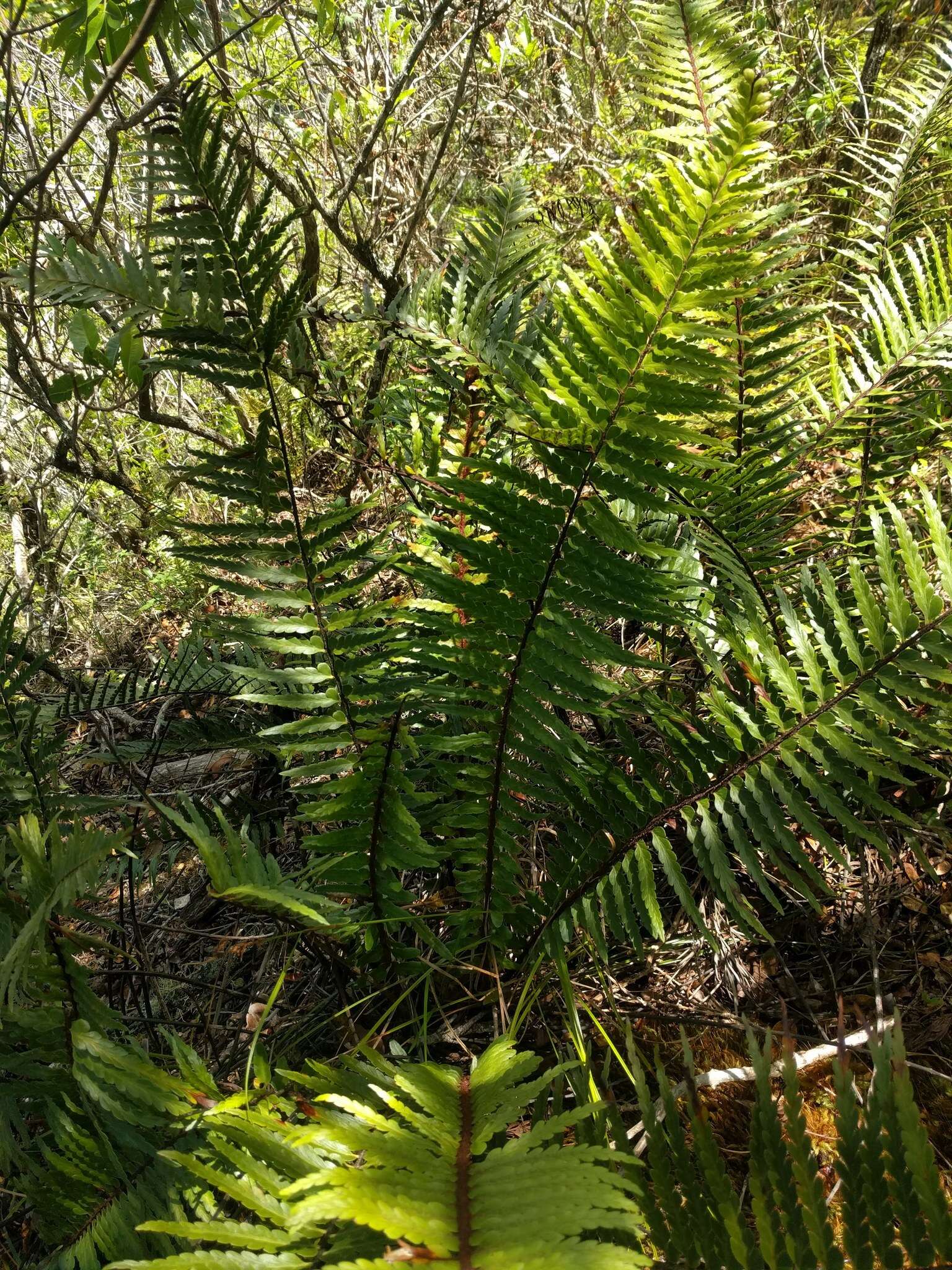 Image of Lacy Spleenwort