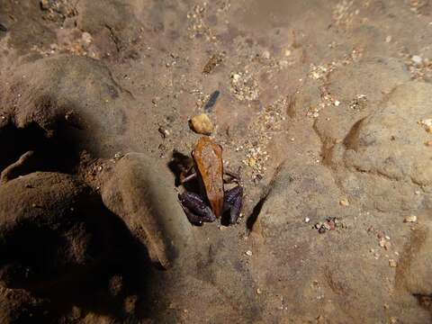 Image of Mantella ebenaui (Boettger 1880)