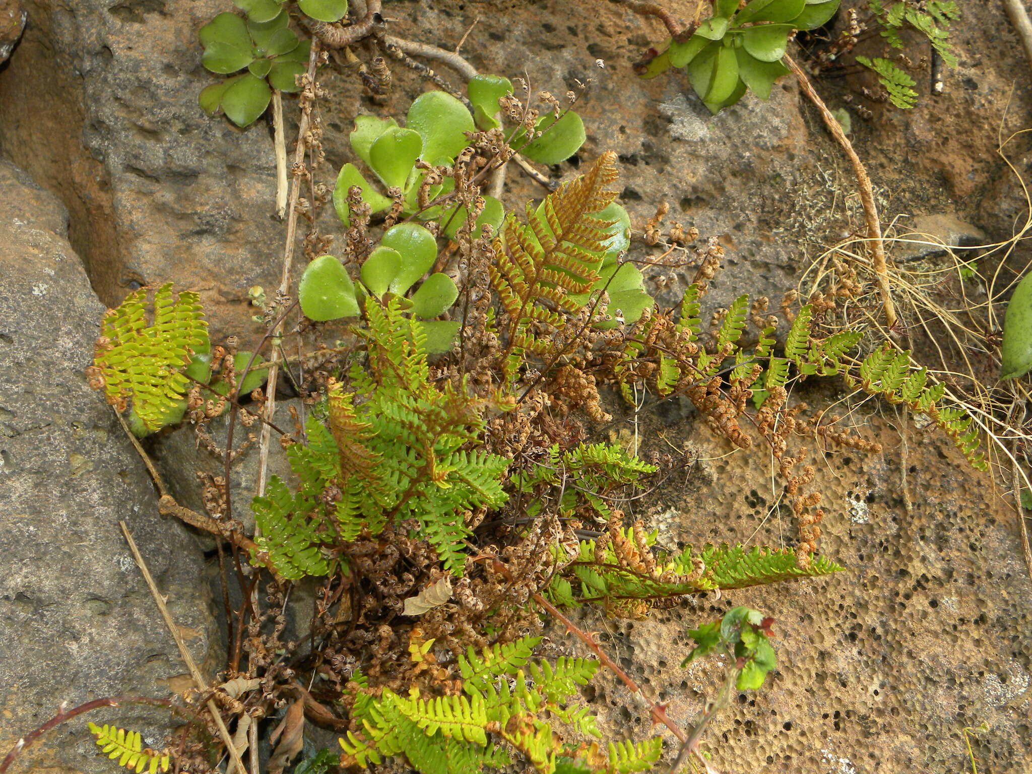 Image of Paragymnopteris marantae subsp. subcordata (Cav.)