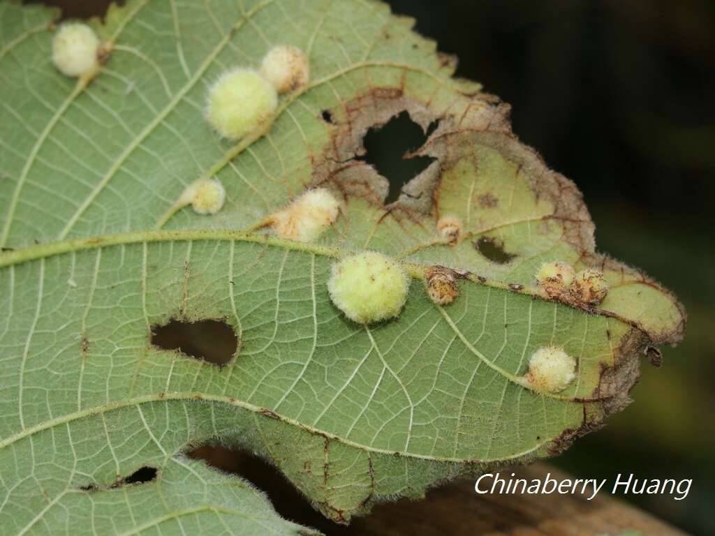 Image of Schizomyia broussonetiae Elsayed, Yukawa & Tokuda 2019