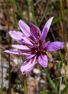 Pseudopodospermum undulatum subsp. deliciosum (Guss.) Bartolucci, Galasso & F. Conti resmi