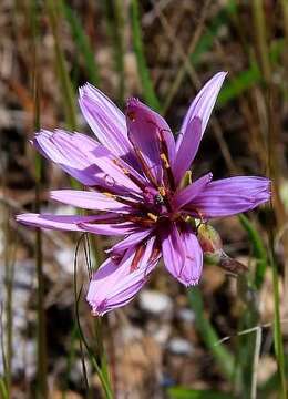 Image of Pseudopodospermum undulatum subsp. deliciosum (Guss.) Bartolucci, Galasso & F. Conti