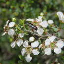 Image of Castiarina balthasari (Obenberger 1928)