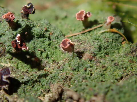 Image of Baeomyces heteromorphus Nyl. ex C. Bab. & Mitt.