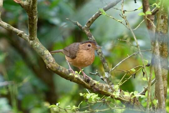 Image of Brown-capped Babbler