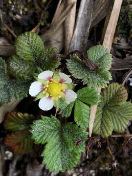 Image of Fragaria nilgerrensis subsp. nilgerrensis