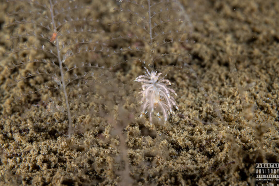 Image of Eubranchus vittatus (Alder & Hancock 1842)